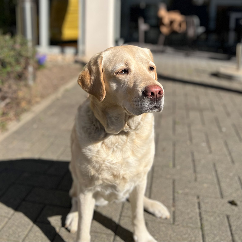 Bürohund Lotte
